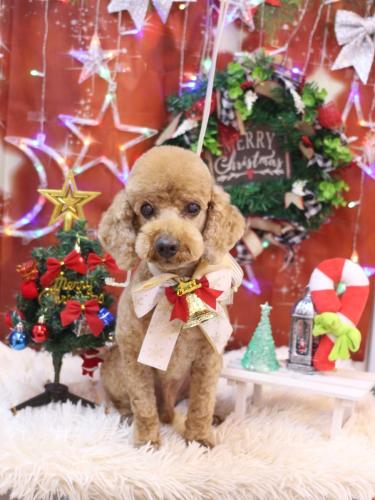 20231215ノンくん